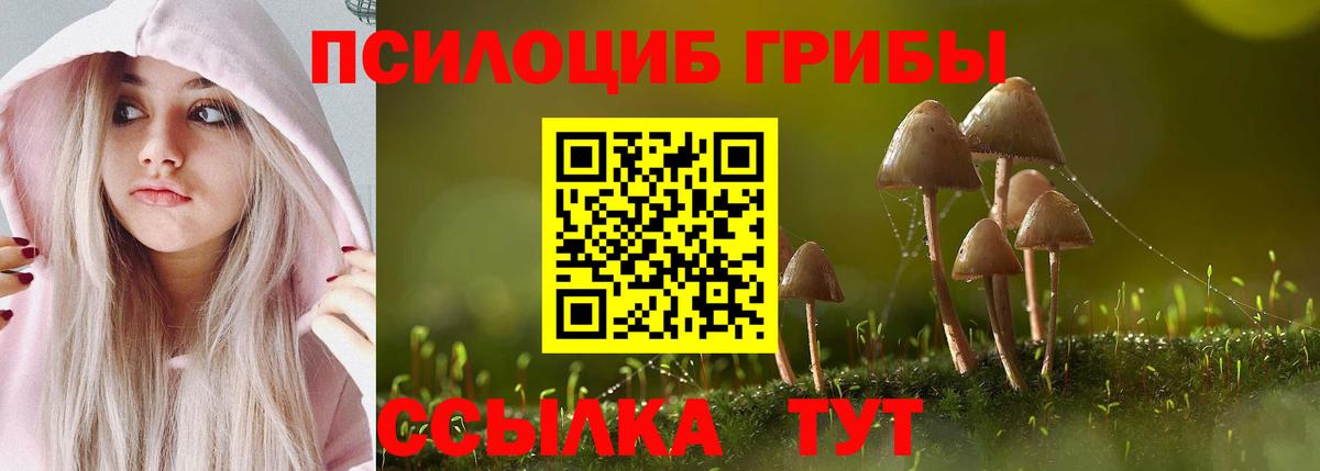 Псилоцибиновые грибы Psilocybe Сокол